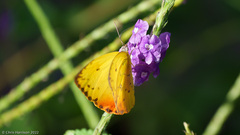 Phoebis philea