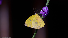 Phoebis philea