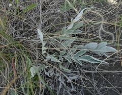 Psephellus turgaicus