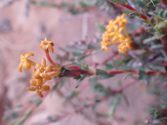 Lasiosiphon meisnerianus