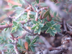 Lasiosiphon meisnerianus