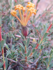 Lasiosiphon meisnerianus