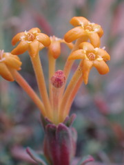 Lasiosiphon meisnerianus