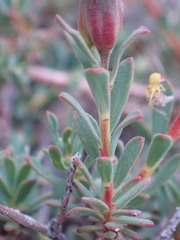 Lasiosiphon meisnerianus