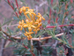 Lasiosiphon meisnerianus