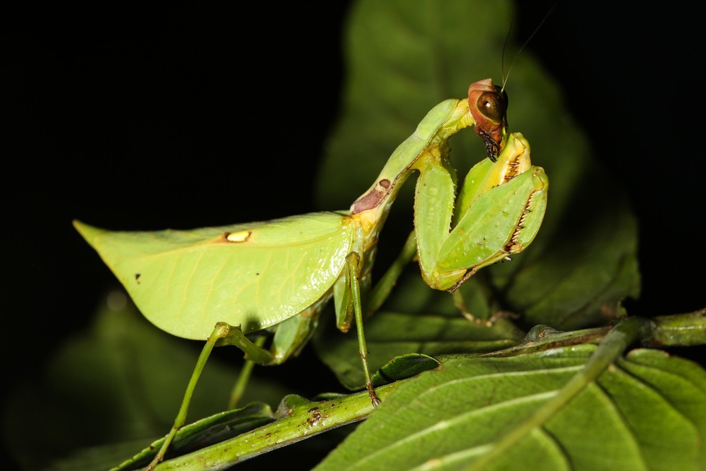 Antemna rapax