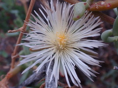 Mesembryanthemum