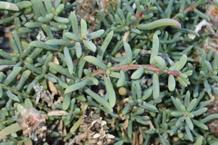 Salsola divaricata