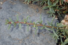 Salsola divaricata