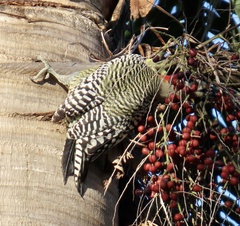 Melanerpes superciliaris