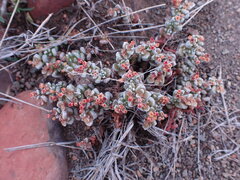 Crassula corallina