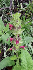 Salvia spathacea