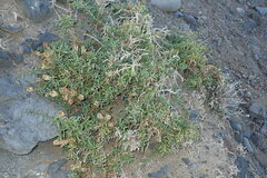 Salsola divaricata