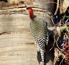 Melanerpes superciliaris