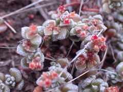 Crassula corallina