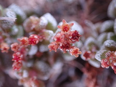 Crassula corallina