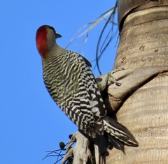 Melanerpes superciliaris