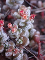 Crassula corallina