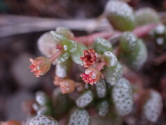 Crassula corallina