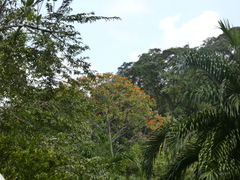 Erythrina poeppigiana