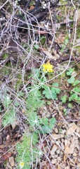 Eriophyllum confertiflorum