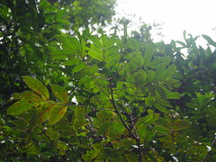 Meliosma rhoifolia
