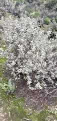 Malacothamnus gracilis