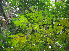 Meliosma rhoifolia
