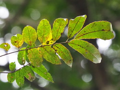 Meliosma rhoifolia