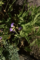 Lathyrus magellanicus