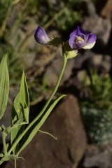 Lathyrus magellanicus