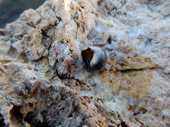Melarhaphe neritoides