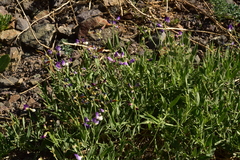 Lathyrus magellanicus