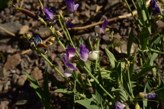 Lathyrus magellanicus