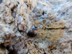 Melarhaphe neritoides