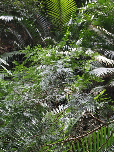 Image of Calocedrus formosana by no rights reserved