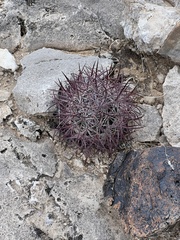 Echinomastus johnsonii