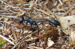 Eremnophila aureonotata