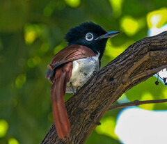 Terpsiphone viridis granti