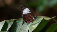 Heliconius cydno