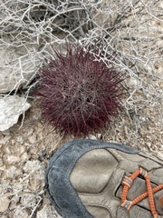 Echinomastus johnsonii