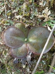 Pinguicula
