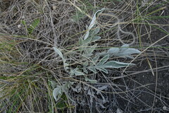 Psephellus turgaicus