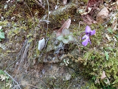 Pinguicula