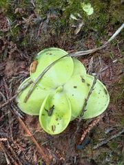 Pinguicula