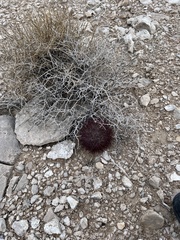 Echinomastus johnsonii