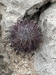 Echinomastus johnsonii