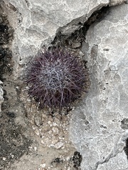 Echinomastus johnsonii