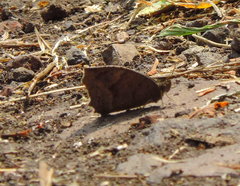 Pindis squamistriga