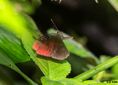 Paralaxita damajanti